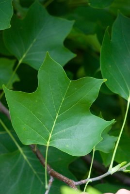 Liriodendron tulipifera - liliovník tulipánokvětý (77) - list